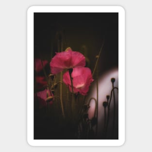 Poppies Sticker